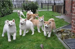 Akita Inu štěňata s PP