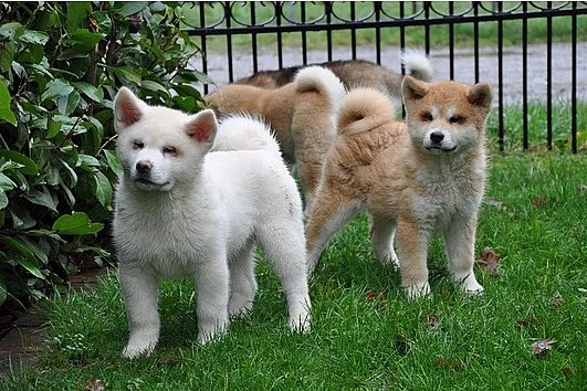 Akita Inu štěňata s PP