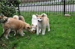 Akita Inu štěňata s PP