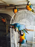 DNA testováno,mikročip Ara papoušek