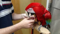 DNA testováno,mikročip Ara papoušek