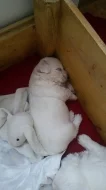 Prodám štěňátka Maltézáčků