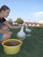 Prodám husu na chov