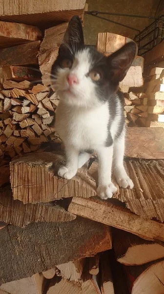 Kocourek