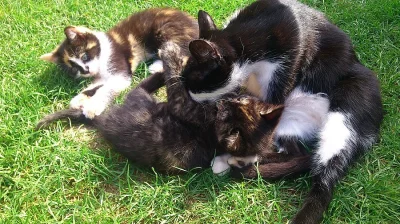Darujeme 1 nebo 2 strakaté koťátka (kočičky)