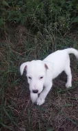 Jack-Parson Russell bez PP