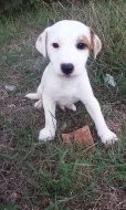 Jack-Parson Russell bez PP