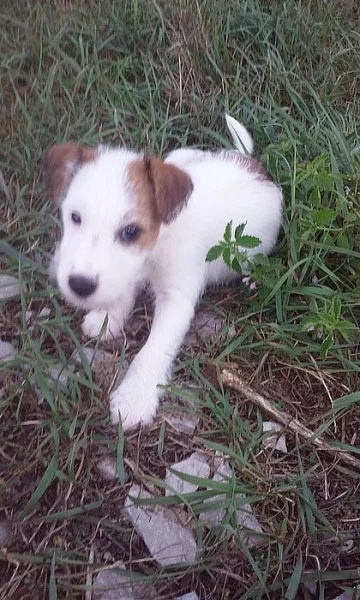 Jack-Parson Russell bez PP