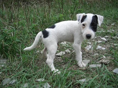 Jack-Parson Russell bez PP