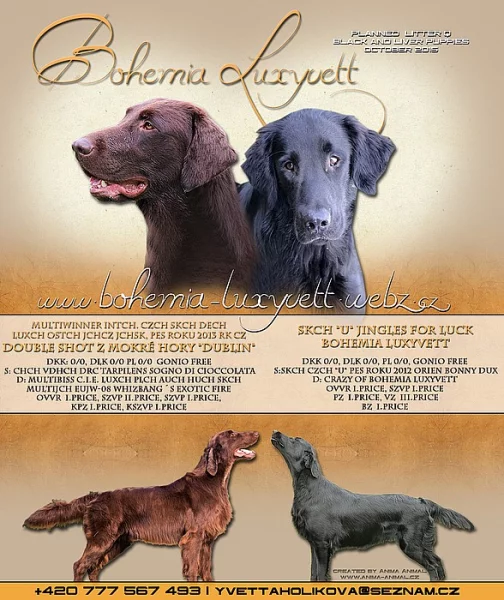 Flat coated retriever