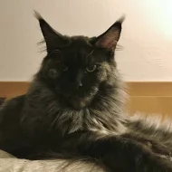 Dospělá mainská mývalí kočka s PP