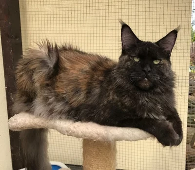 Dospělá mainská mývalí kočka s PP