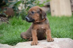 Rhodéský ridgeback štěňata s PP