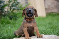 Rhodéský ridgeback štěňata s PP