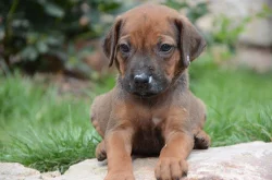 Rhodéský ridgeback štěňata s PP