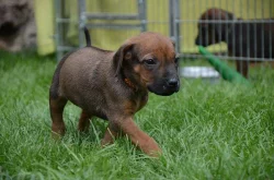 Rhodéský ridgeback štěňata s PP
