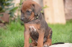 Rhodéský ridgeback štěňata s PP