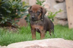 Rhodéský ridgeback štěňata s PP