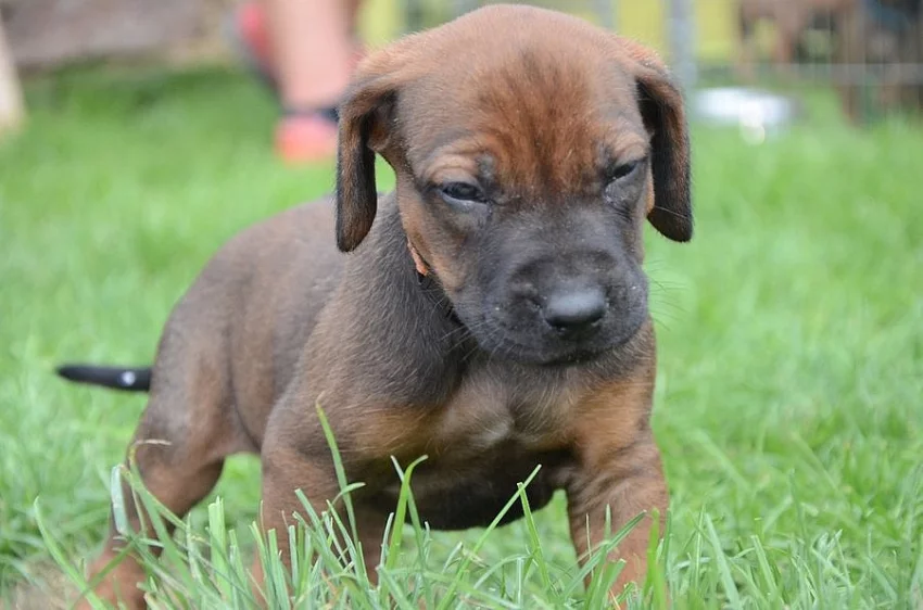 Rhodéský ridgeback štěňata s PP