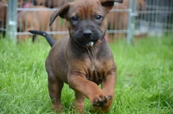 Rhodéský ridgeback štěňata s PP