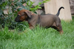 Rhodéský ridgeback štěňata s PP