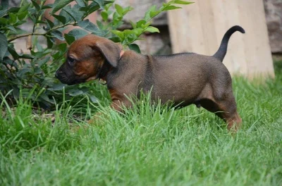 Rhodéský ridgeback štěňata s PP