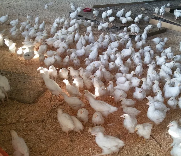 farmářští brojleři