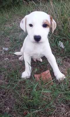 Jack-Parson Russell bez PP
