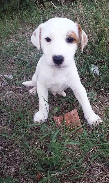 Jack-Parson Russell bez PP