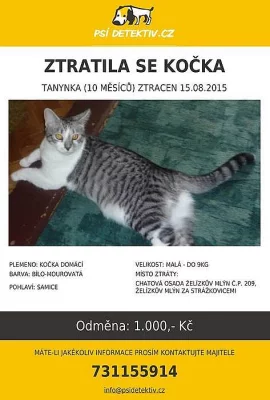 Hledám kočičku Tanynku, která se nám ztratila