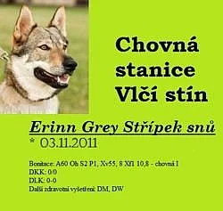 Štěňátka ČS vlčáka s PP