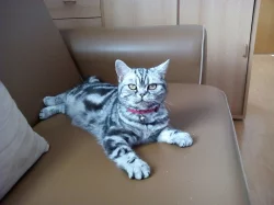 Kočka včetně výbavy za 5.000 Kč