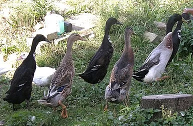 Indický běžec kačeři i kachny