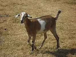 Kůzlata - podílové AN kozičky