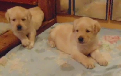 Labradorský retriever s PP