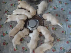 Labradorský retriever s PP