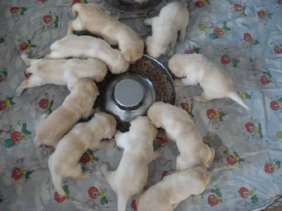 Labradorský retriever s PP