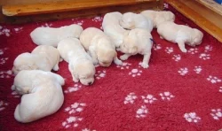 Labradorský retriever s PP