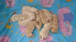Labradorský retriever s PP