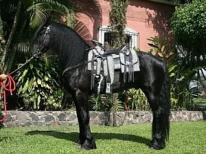 Zdravé Friesian Hřebec