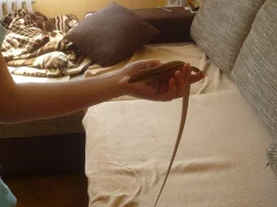 JEŠTĚRKOVEC ŽLUTOHRDLÝ A DŘEVĚNÉ TERÁRIUM