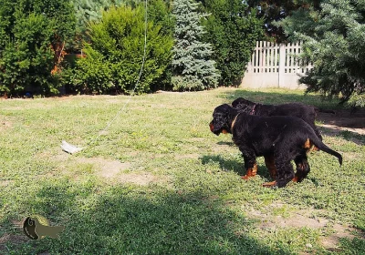 GORDON SETR ŠTĚŇATA S PP / Gordon Setter