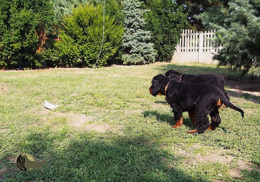 GORDON SETR ŠTĚŇATA S PP / Gordon Setter
