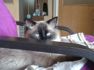 Ragdoll