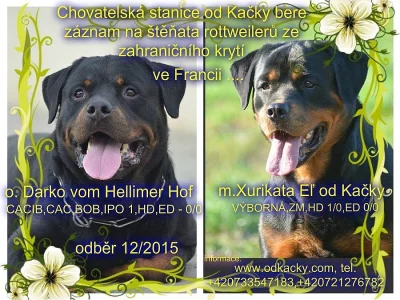Rottweiler - štěňata s PP
