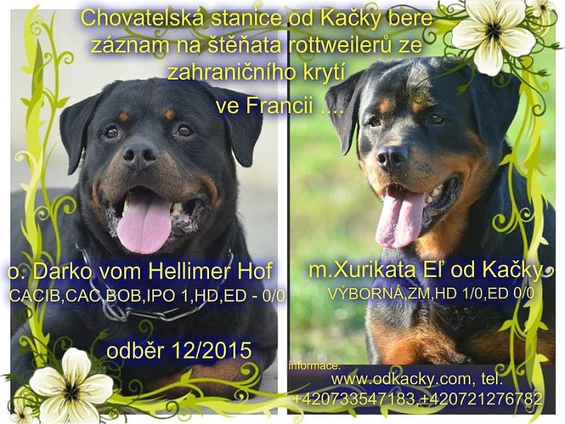 Rottweiler - štěňata s PP
