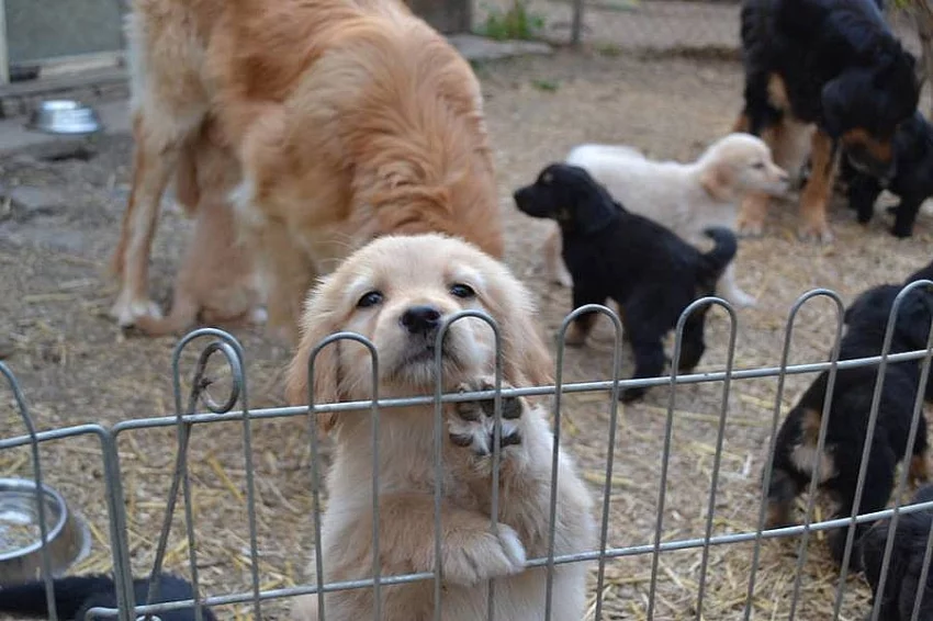 Štěňátka Hovawart