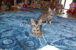 Bengálské kočička s PP (koťátka/koťátko/kotě)