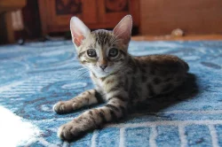 Bengálské kočička s PP (koťátka/koťátko/kotě)