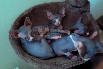 Koťátka Kanadský Sphynx